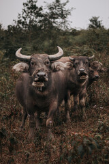 Water buffalo in the mountains of Vietnam on a foggy day.