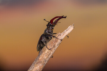 European stag beetle - Lucanus cervus is widespread across Europe.  Male specimen on a branch. - Powered by Adobe