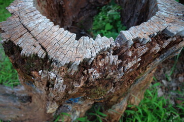 ぽっかり穴のあいた朽ちた切り株