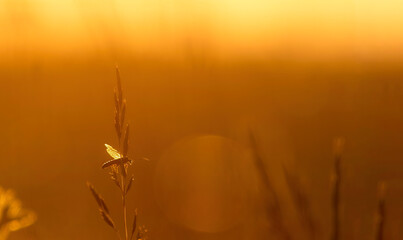 Peaceful sunset panorama with a insect on a plant 