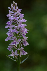 Obraz premium Dactylorhiza fuchsii