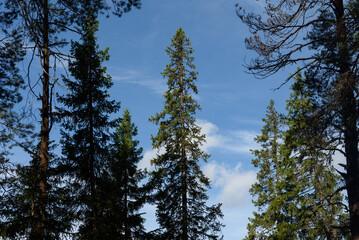 Tall trees of the taiga forest