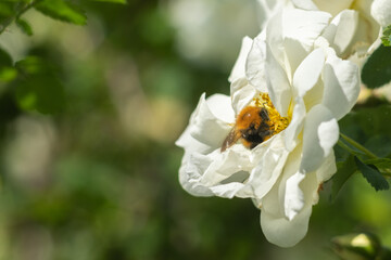 A bumblebee flies up to a white rose to collect nectar.