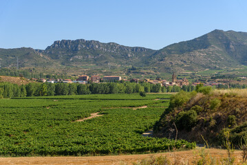 Naklejka premium Vineyards in Rioja Region near Haro, Spain. Ebro river valley