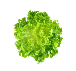 Top view of Green oak lettuce on white background