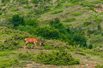 Deer graze on a mountain slope