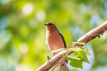 Common chaffinch, Fringilla coelebs, sits on a branch in spring on green background. Common chaffinch in wildlife.