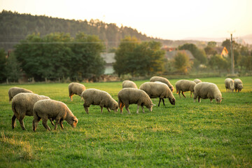 A flock of sheep in a field