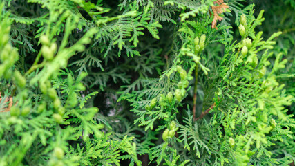 Extraordinarily beautiful green vegetation with a blurred background in a city park.