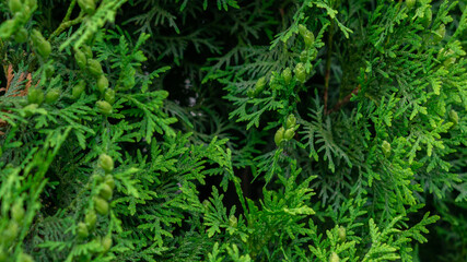 Extraordinarily beautiful green vegetation with a blurred background in a city park.