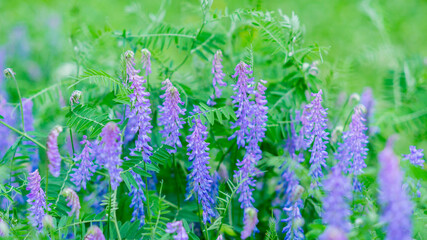 Extraordinarily beautiful green vegetation with a blurred background in a city park.