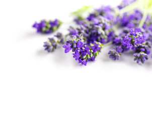 Lavender flowers on a white background close-up