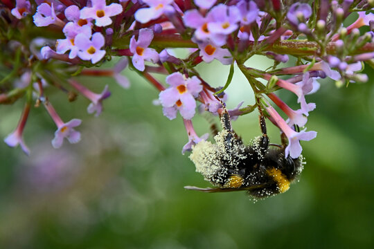 pollen humble bee