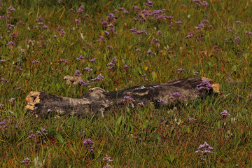 Driftwood washed up in the beautiful Sea Lavender on the coastal shoreline at the marsh