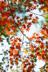 紅葉