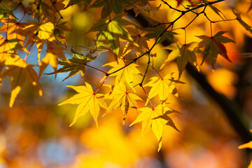 紅葉