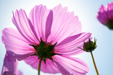 Obraz premium 秋桜
