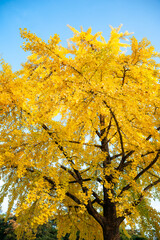 Fototapeta premium いちょう