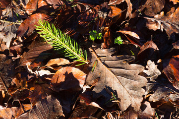 Naklejka premium Herbstlaub