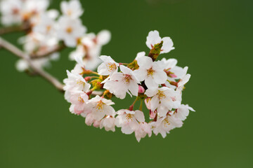 桜