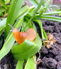snail on a leaf