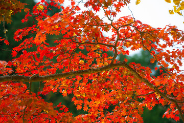 紅葉