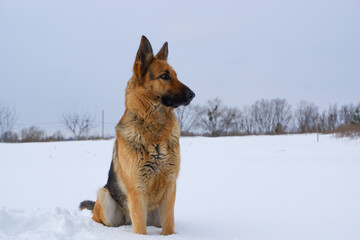 German young Shepherd dog performs the commands of the owner. German Shepherd sitting on the snow