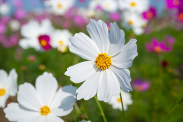 Fototapeta premium 秋桜
