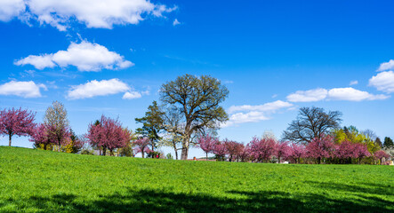 landscape with trees