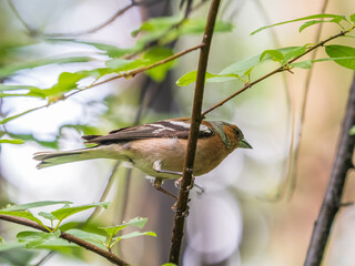 Common chaffinch, Fringilla coelebs, sits on a branch in spring on green background. Common chaffinch in wildlife.