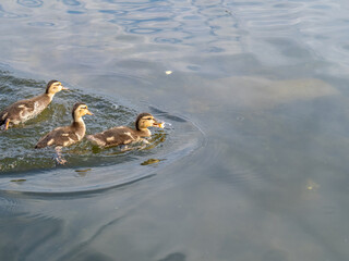 Cute little duckling swimming alone in a lake or river with calm water