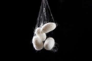 Fototapeta na wymiar Natural silkworm cocoons isolated on black background