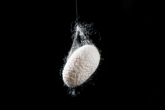 Natural silkworm cocoons isolated on black background