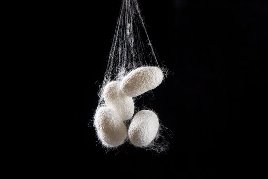 Natural silkworm cocoons isolated on black background