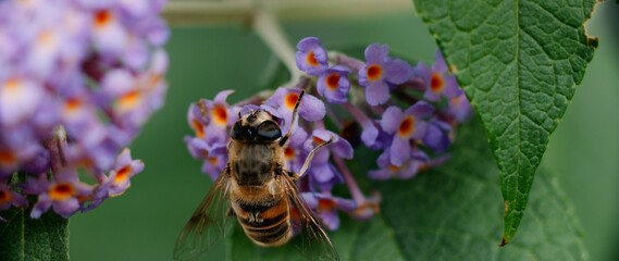 Honey bee sitting on purple blossoms and feeding on the nectar with leaves and blossoms in the foreground and background