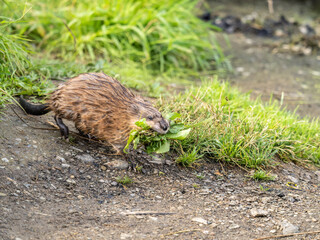 Wild animal Muskrat, Ondatra zibethicuseats, eats on the river bank