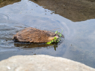 Muskrat, Ondatra zibethicuseats swiming at the surface of the lake water.