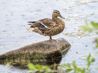 A duck stands on its paws on the shore of a pond.