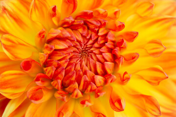 Dahlia flower