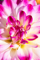 Fototapeta premium Dahlia flower