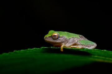 Green Bush Frog. Clicked this macro image from Munnar, Kerala, India