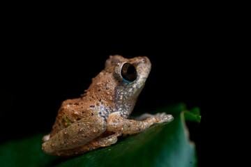 Obraz premium Bush frog. Macro image clicked from Munnar, Kerala, India. a western ghat endemic species