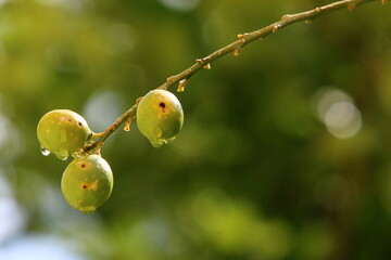 Rich harvest of citrus fruits in the collective farm garden