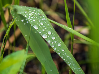 Autumn grass with dew drops in the sunlight.