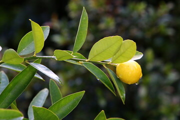 Obraz premium Rich harvest of citrus fruits in the collective farm garden