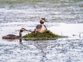 A pair of water birds, Great Crested Grebe, feeding chick at nest.