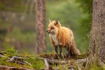 Red fox in a forest with a trees in the background. Furry animal walking around and looking for a prey.