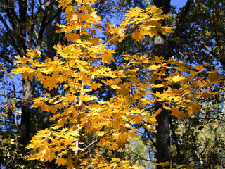 A small maple tree with beautiful yellow leaves. A tree in the autumn forest on a sunny warm day. Indian summer. Tree in the fall
