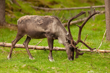 Naklejka na ściany i meble Reindeer eats grass in a forest. Large animal with antlers. 