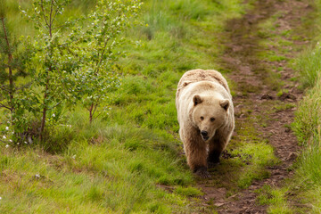 Big brown bear walking towards the camera. Large and dangerous animal in wildlife. Paws, ears, eyes and muzzle.